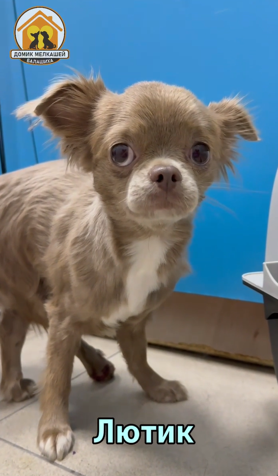 Лютик из приюта Домик Мелкашей Балашиха