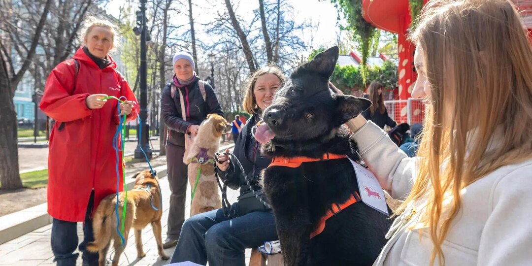 Более 50 животных нашли дом на Тверском бульваре