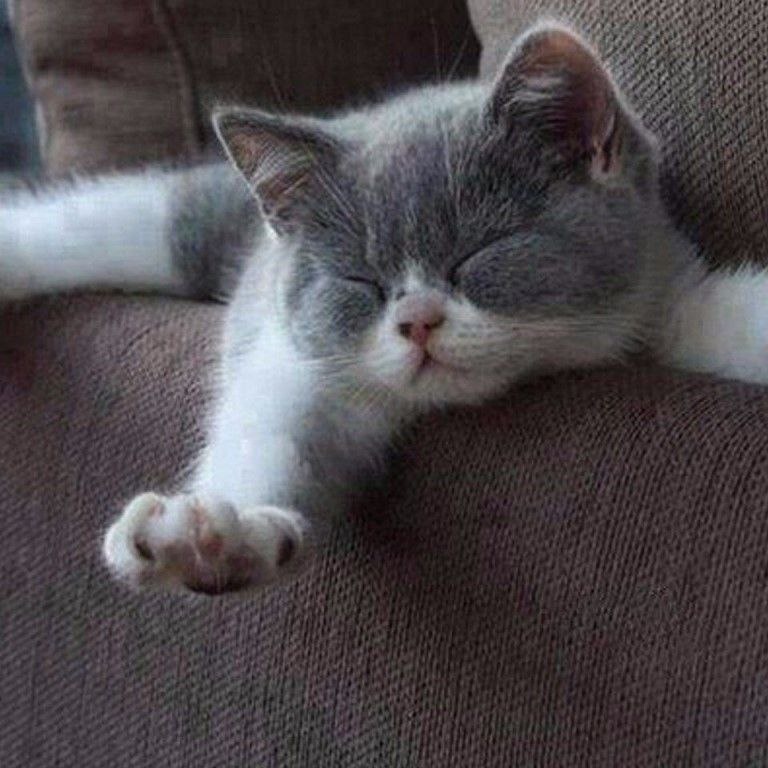 Кот Проша