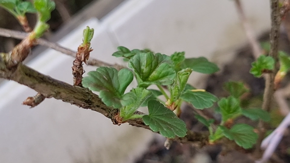 У Крыжовника появились первые листья — Что нужно успеть сделать до цветения? Фото автора