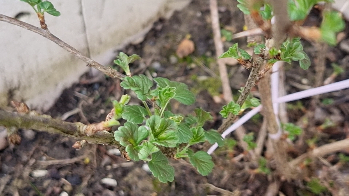 У Крыжовника появились первые листья — Что нужно успеть сделать до цветения? Фото автора