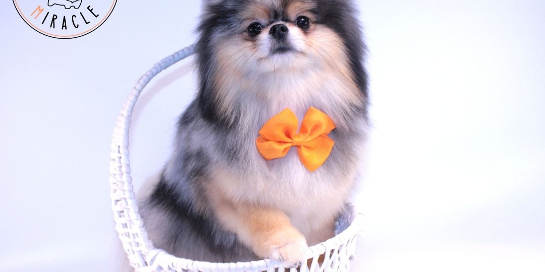 ✨Знакомьтесь: Вольт — потрясающий шпиц мраморного окраса