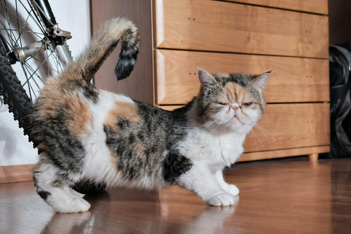 Кошка просит кота 