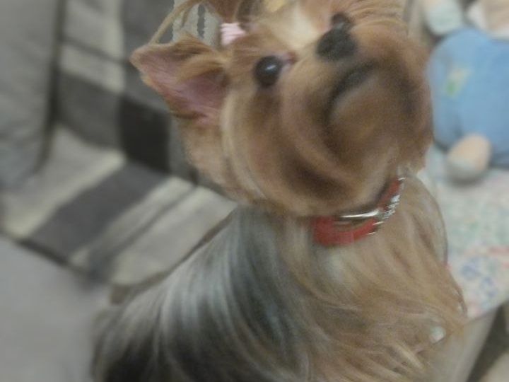 🐾 Двойной привет от Бони и Лизы — две подруги, два характера, один дом!