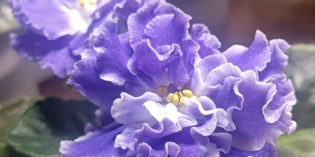 ПОЧЕМУ НЕ ЦВЕТЕТ ФИАЛКА