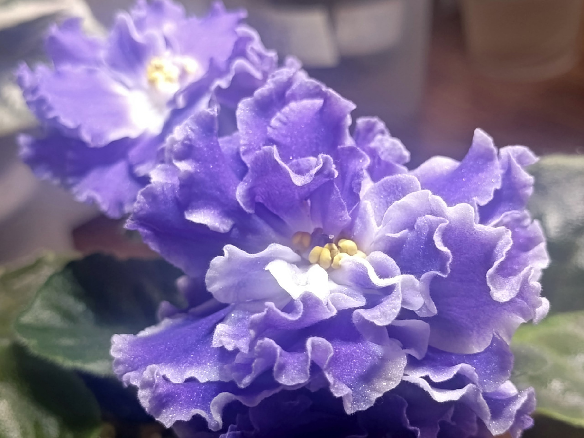 Сорт ЕК Весенний гром