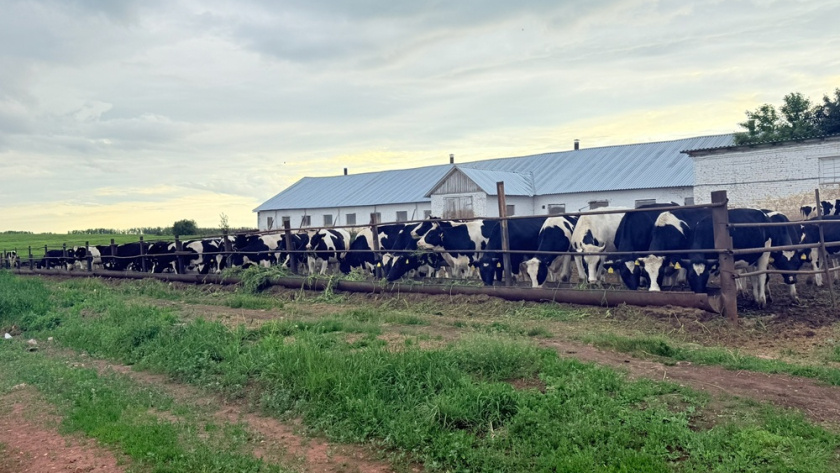Крупный рогатый скот «идет под нож» воронежских аграриев