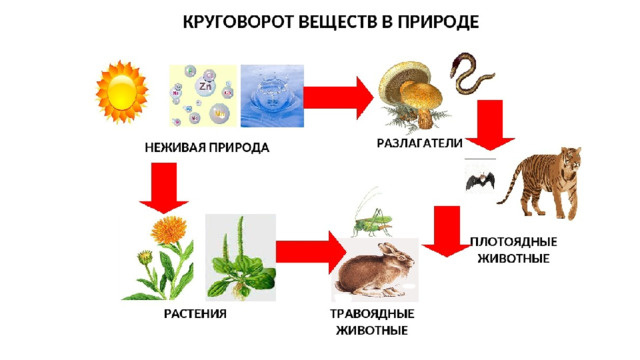 Фото из Интернета
