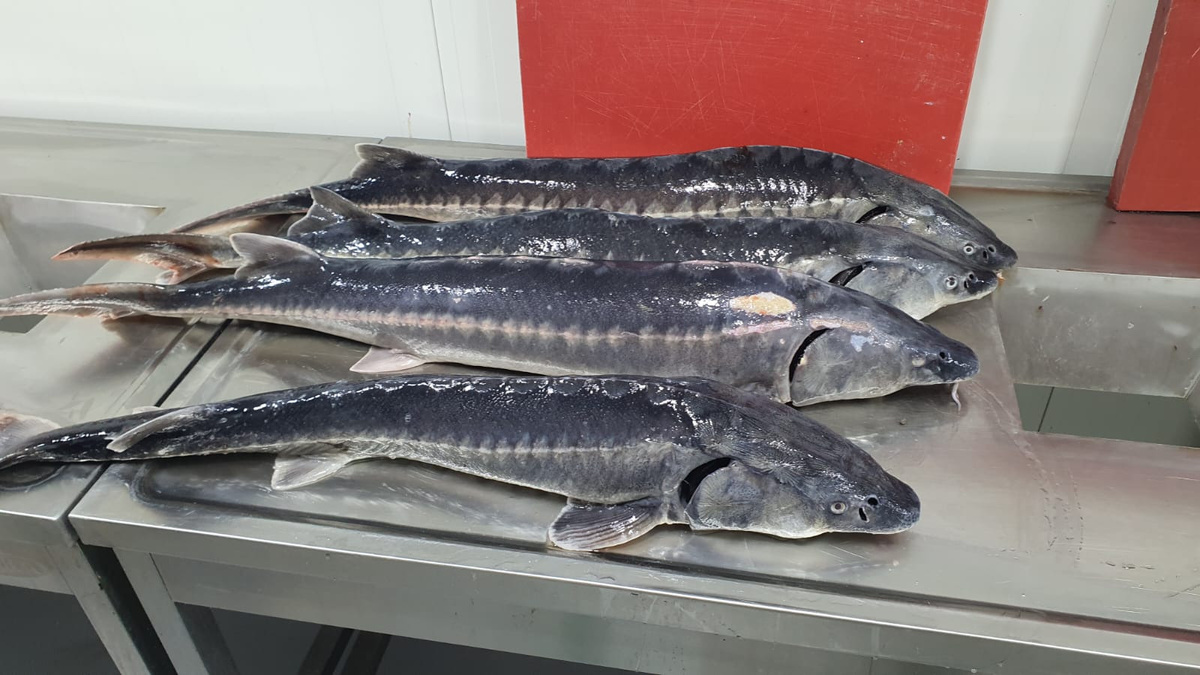 Фото: Azerbaijan Fish Farm
