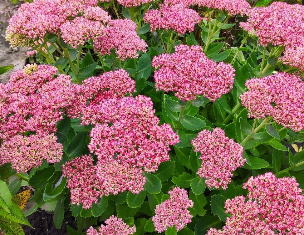 Очитки часто разваливаются 