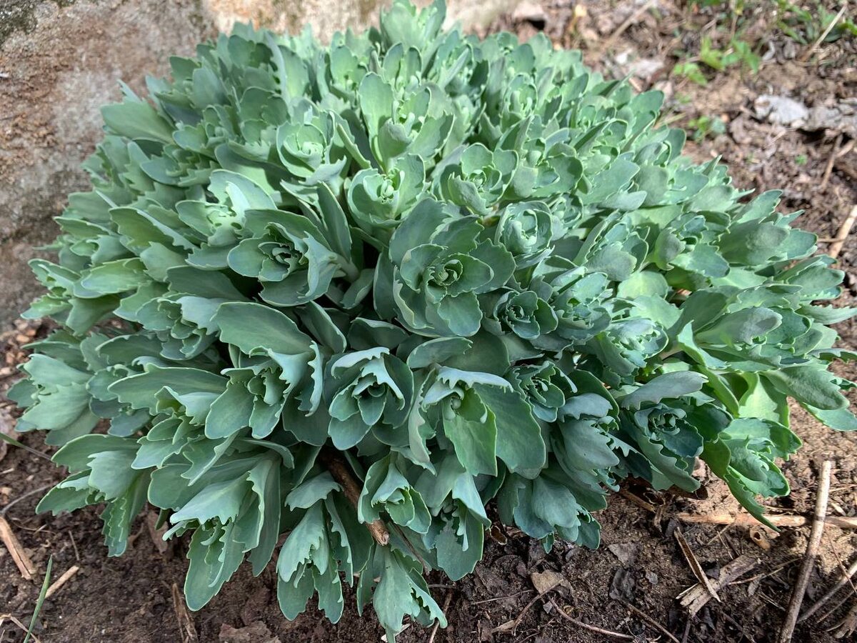 Когда побеги очитка достигнут 10-15 см, кустики стрижем. Сейчас самое время  