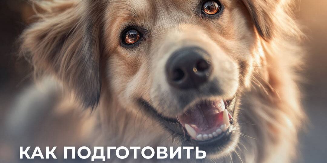 🐶 Как взять собаку из приюта и подготовиться к ее появлению дома