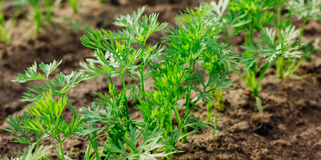 Морковь всходит быстро и дружно. Перед посевом проделываю пару фокусов с семенами