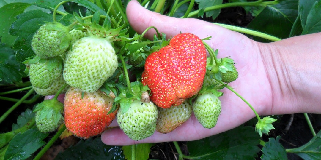 Чем подкормить клубнику в апреле, чтобы потом было много завязей?