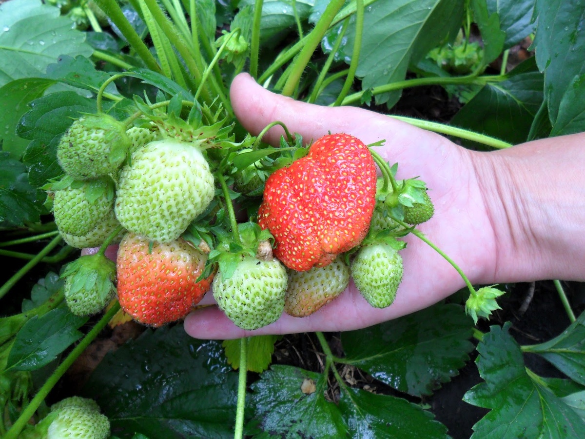 Чтобы получить крупные, сладкие и мясистые плоды, начинать заботиться о ней нужно уже в апреле