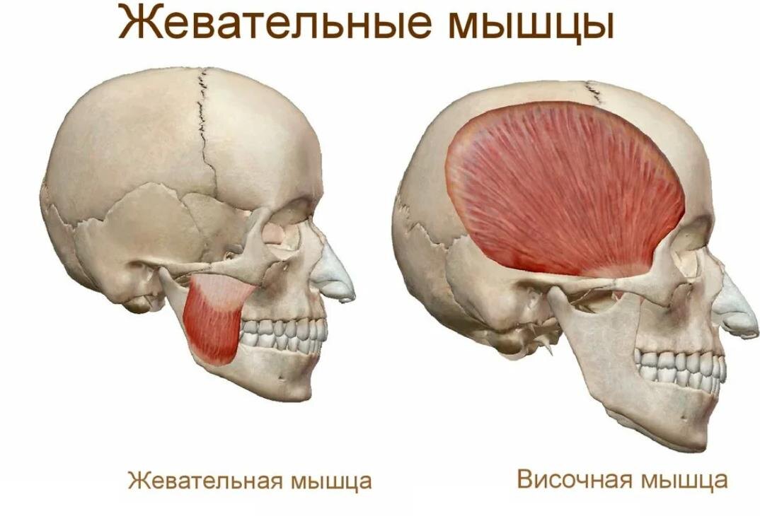 Расположение жевательных мышц