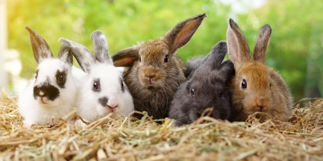 Почему гибнет молодняк кроликов: 8 главных ошибок начинающих