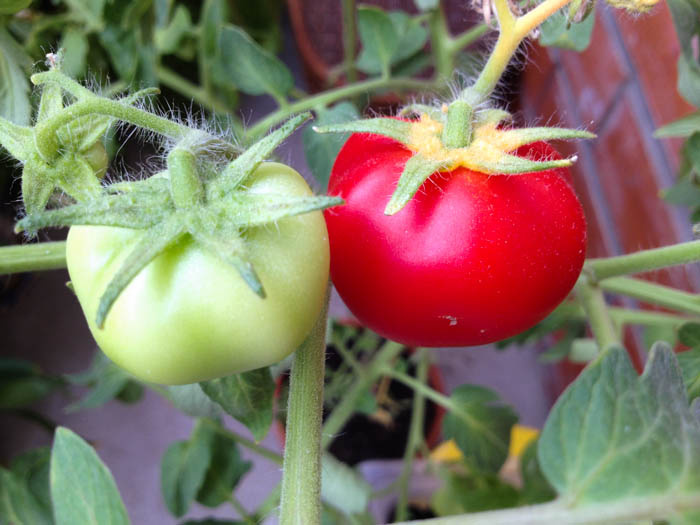 Огород в квартире 🌱🌱🌱— большое счастье: зелень, перцы, розы и немного безумия
