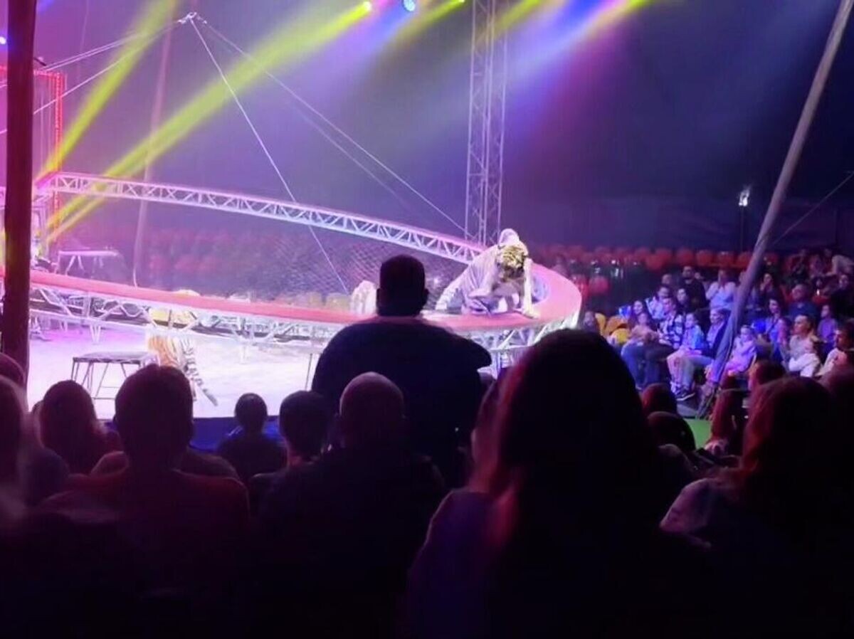    Тигр выпрыгнул из манежа во время выступления в Ростове-на-Дону | © Кадр видео из соцсетей
