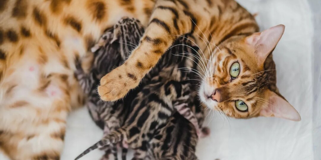 Ждём малышей: что меняется в рационе беременных питомцев? Разбираемся!