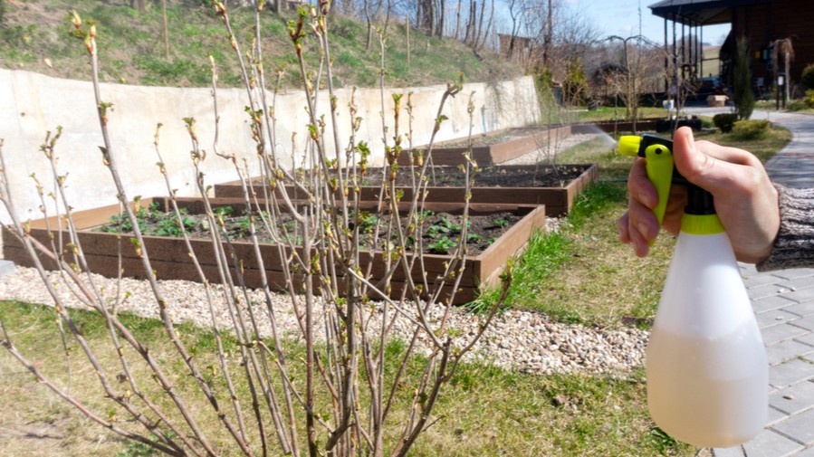 Вот так выглядит куст, который готов к первой подкормке — почки набухли, но еще не раскрылись