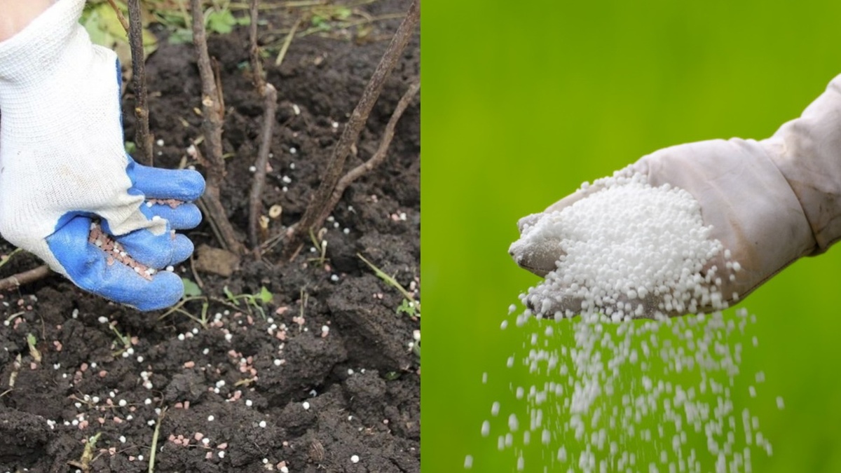 Мочевину рассыпаю равномерно по всему приствольному кругу — и сразу поливаю