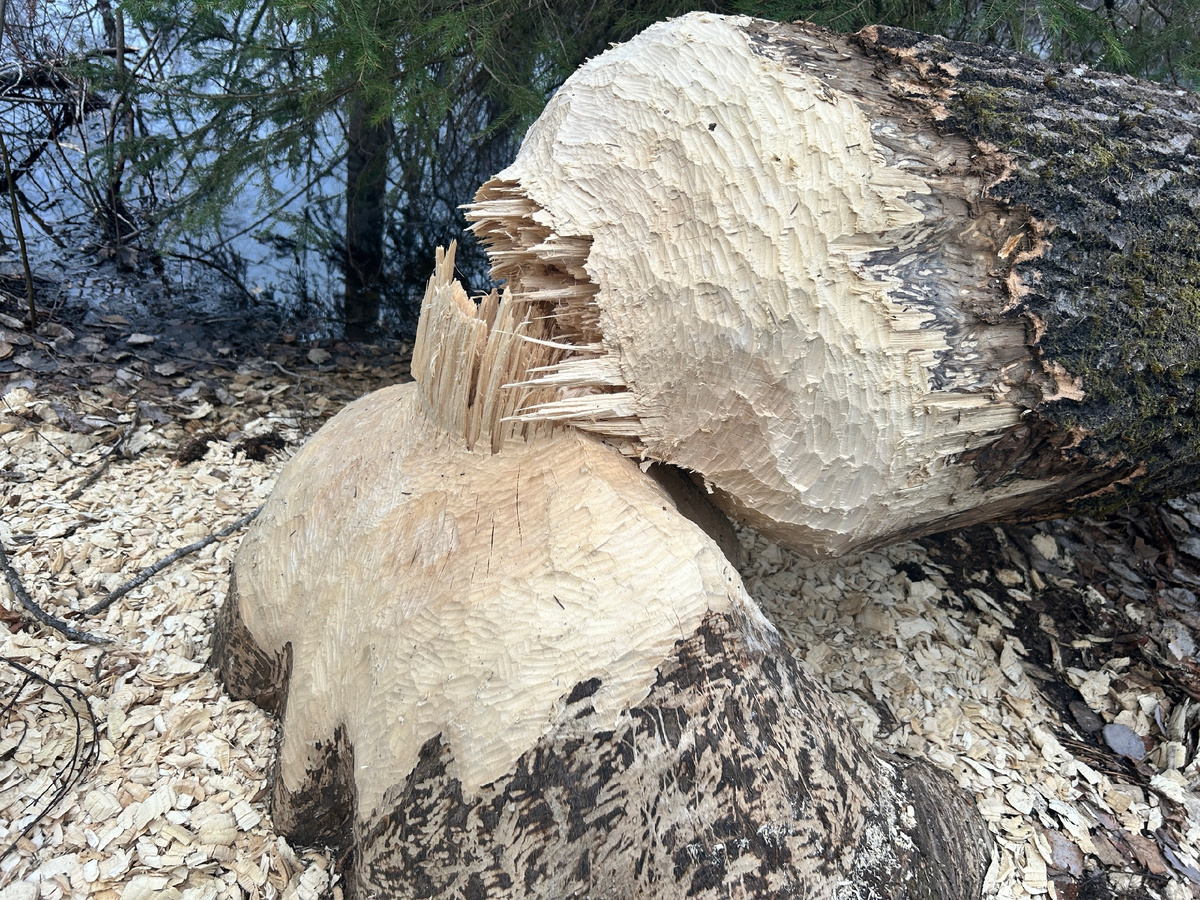 Вот так бобры обрабатывают деревья — их резцы оставляют уникальные следы. Просто волшебство инженерной мысли природы! 🧠