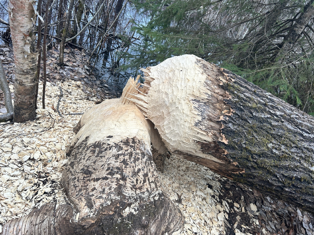 Трудолюбивый бобр или упертый?