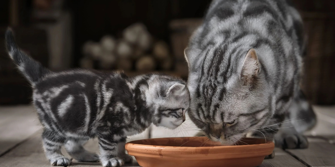 Как приучить котенка к сухому корму? Наша пошаговая инструкция.