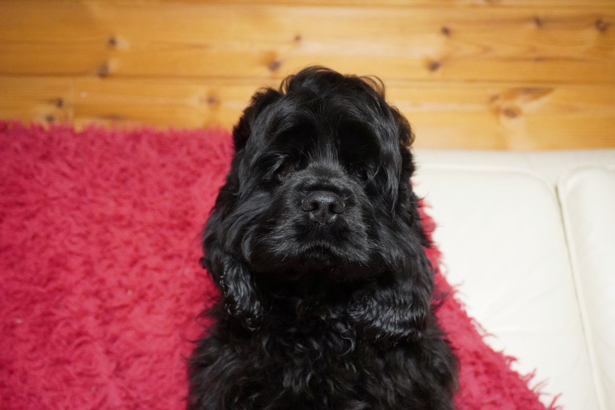 Щенок Арчи, сынок Ники и Гучи