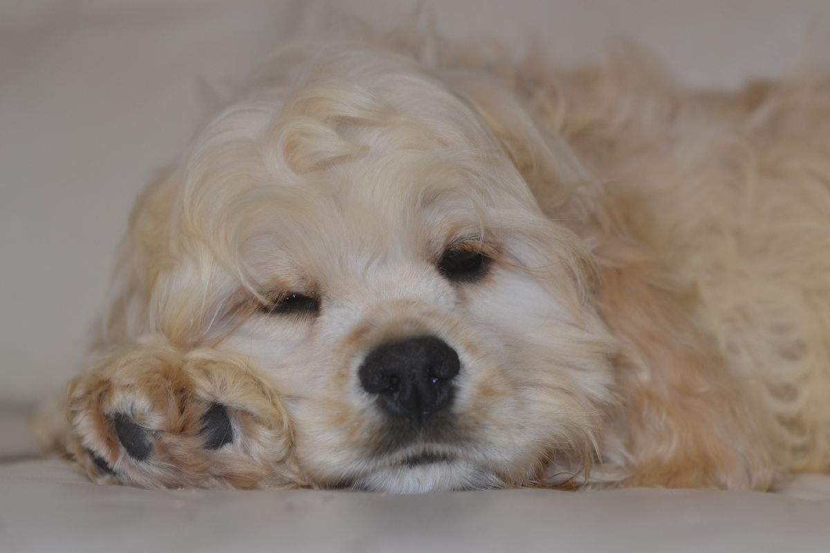 Щенок Бакс, сынок Фионы и Гучи