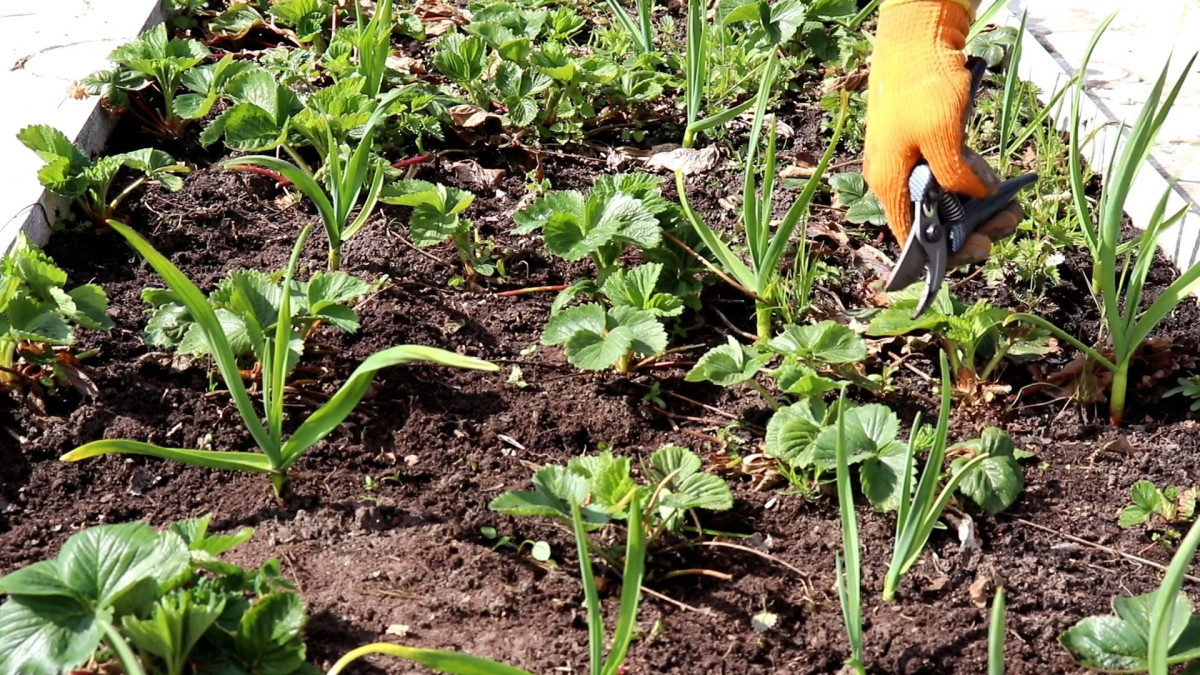 Чеснок в клубнике - полезное соседство