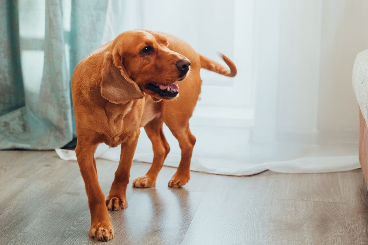 Собака «кружит» по комнате 