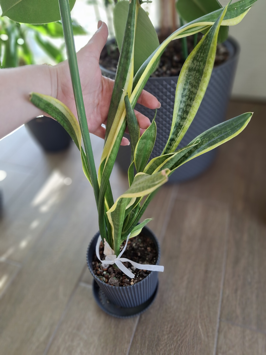 Фото из интернета 