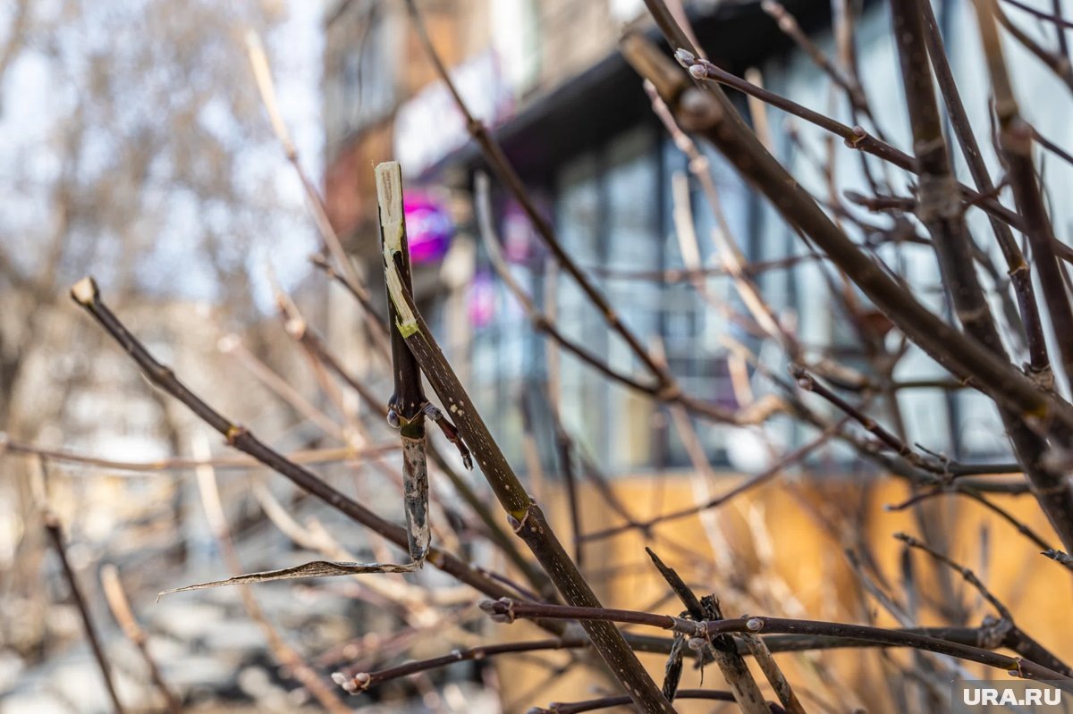     Весной важно правильно обработать деревья и кустарники