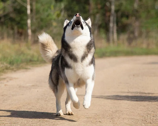 Не ест, воет, грызёт стены: 5 пород, которые сводят владельцев с ума