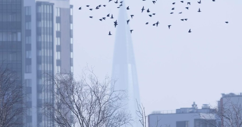 ГРАЧИ, И НЕ ТОЛЬКО, ПРИЛЕТЕЛИ