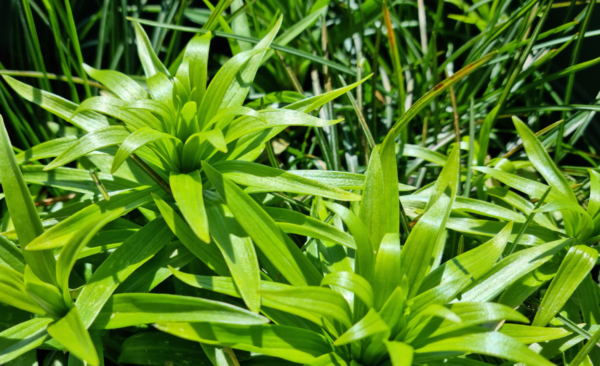 Что нужно лилиям после прорастания — 8 Простых шагов: Подробный гид по весенним процедурам для роскошного цветения. Фото автора