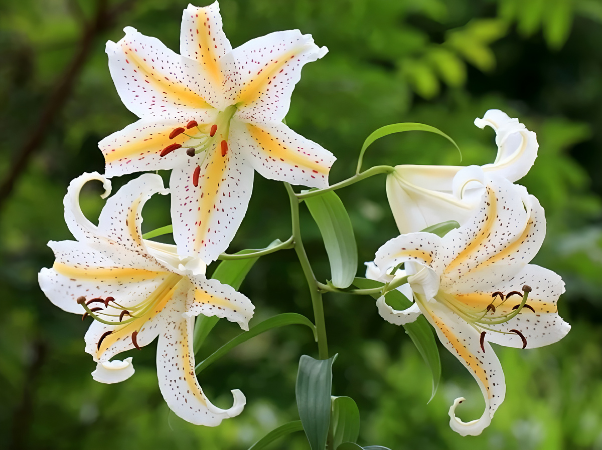 Что нужно лилиям после прорастания — 8 Простых шагов: Подробный гид по весенним процедурам для роскошного цветения.