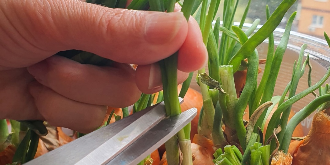 Огород на подоконнике, всегда свежая зелень