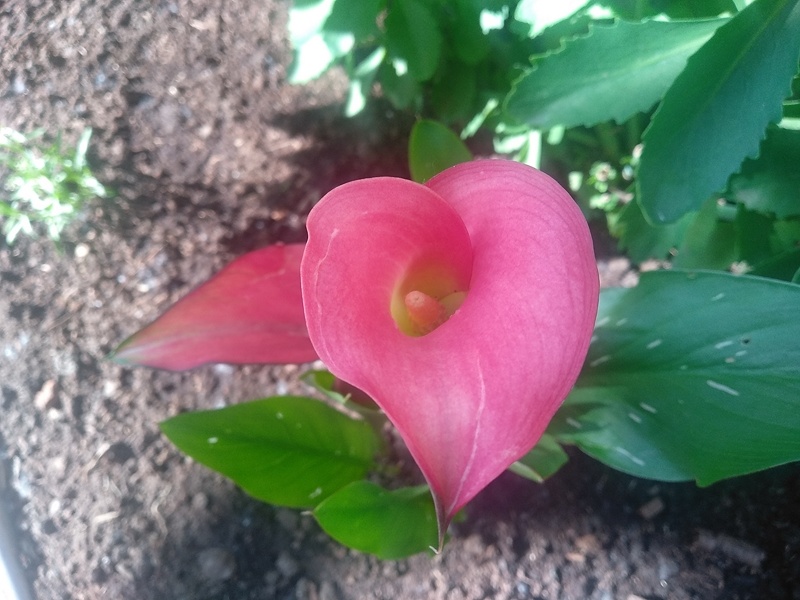 Цветение каллы Окленд