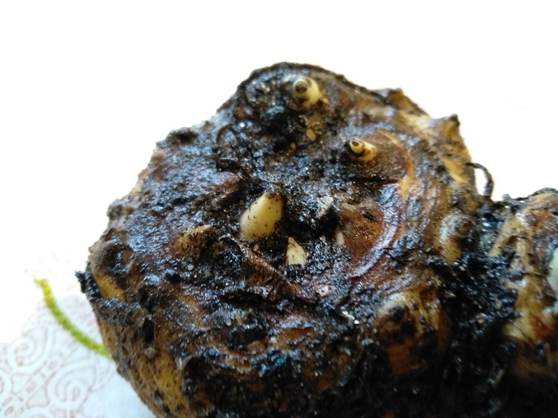 На фотографии видно зачатки будущих листьев