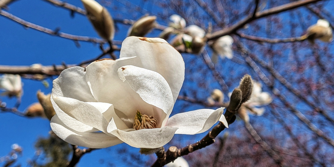 Весна в Ботаническом саду Петра Великого