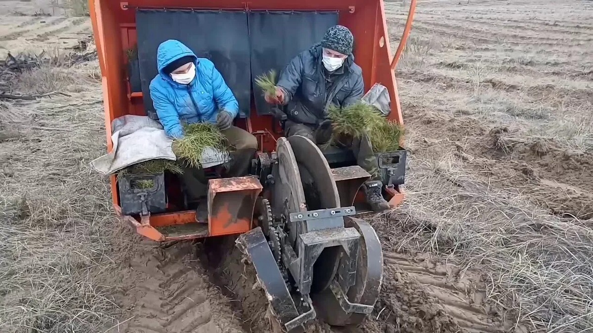 Посадка лесных культур лесопосадочной машиной