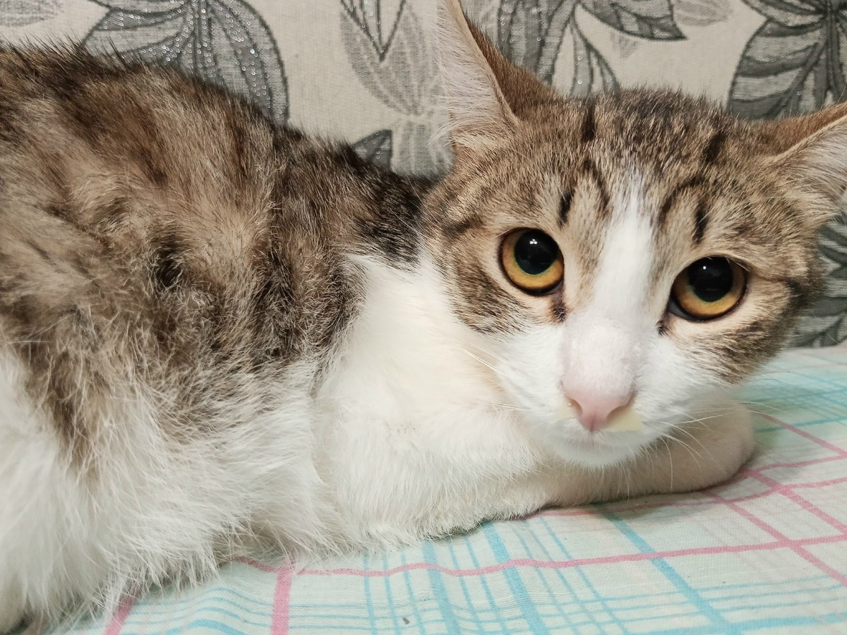 Жизнь Савы начала меняться к лучшему, но коварный недуг не даёт ему стать счастливым