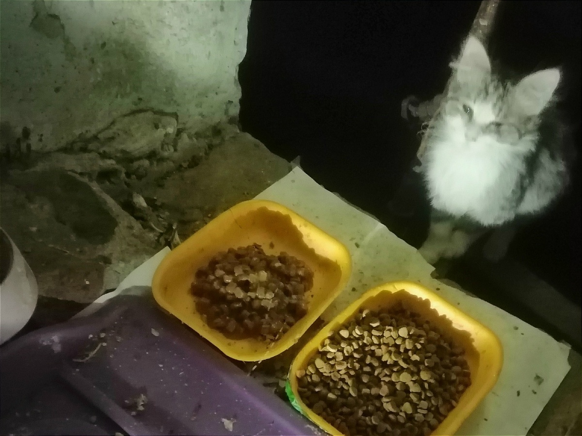 Подросших котят забрали из подвала, чтобы предотвратить бесконечное размножение