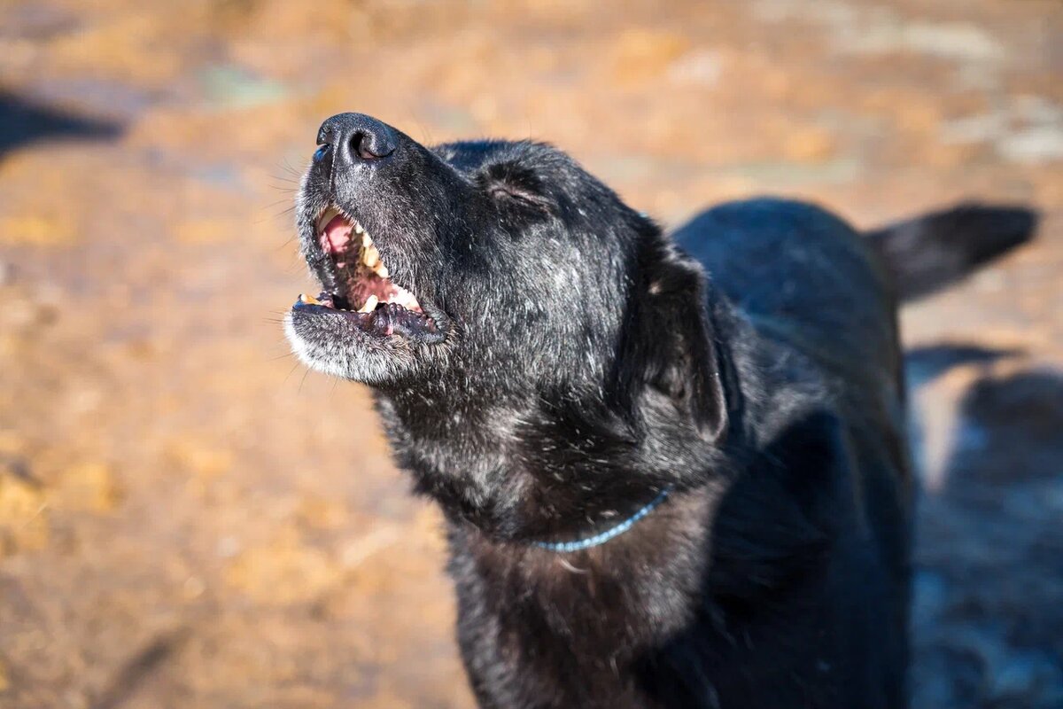 За лай собак ночью суд обязал хозяев выплатить моральную компенсацию соседям. Фото: Александр Плонский / "Питомцы".