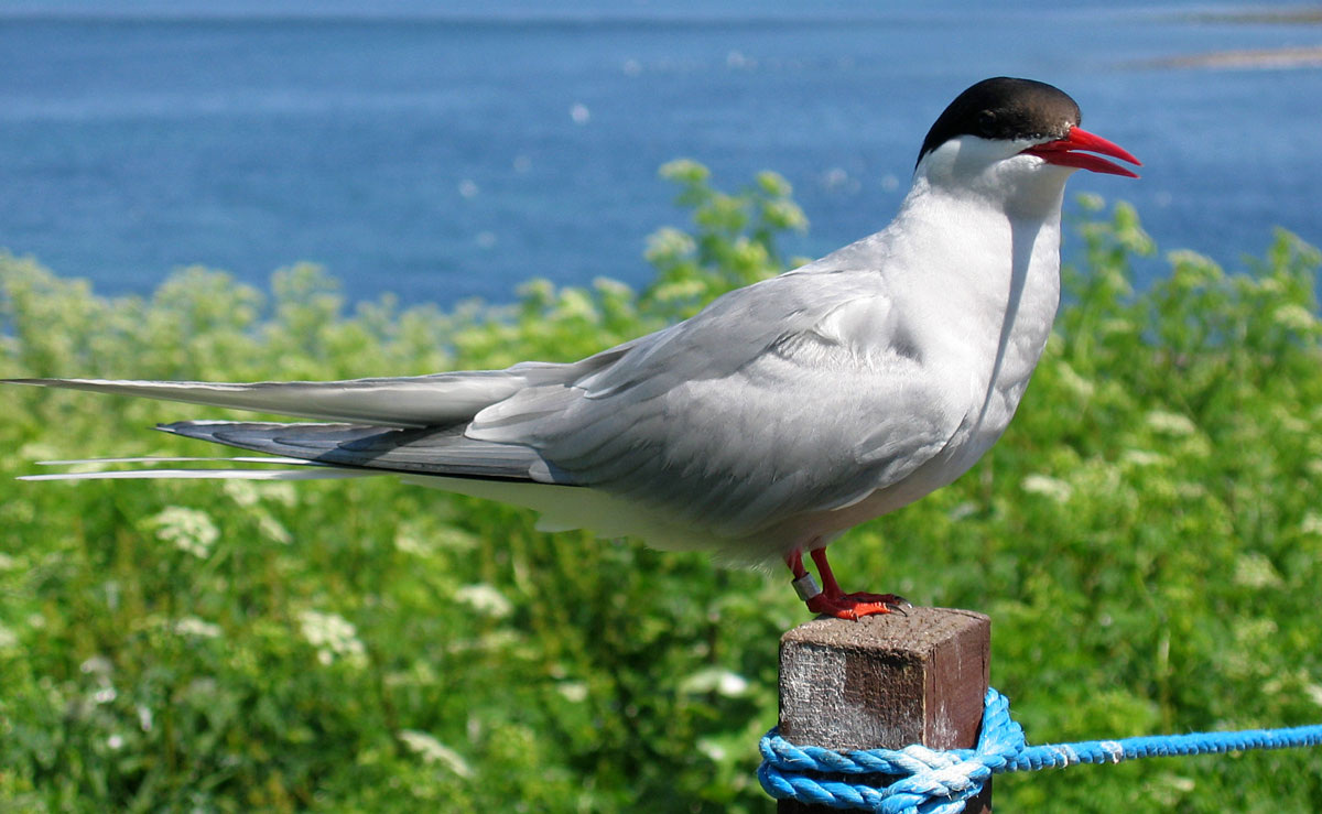 Jamumiwa / Wikipedia