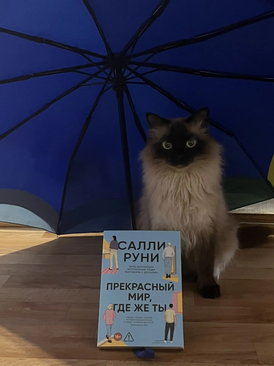 Книгу сегодня представляет кокетка Джеська, любящая забираться под сушащиеся после дождя зонты.