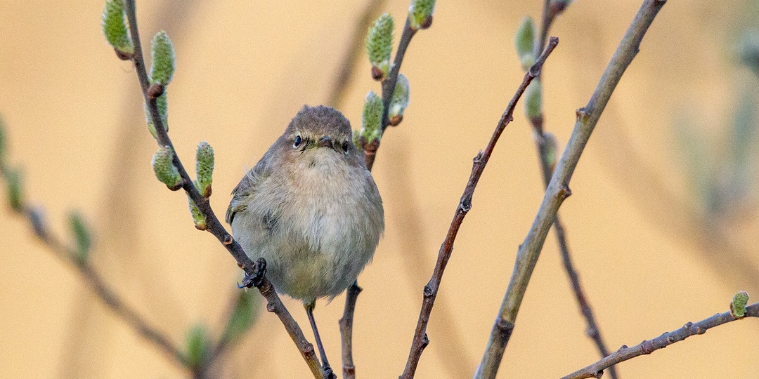 Однажды по утру в апреле...